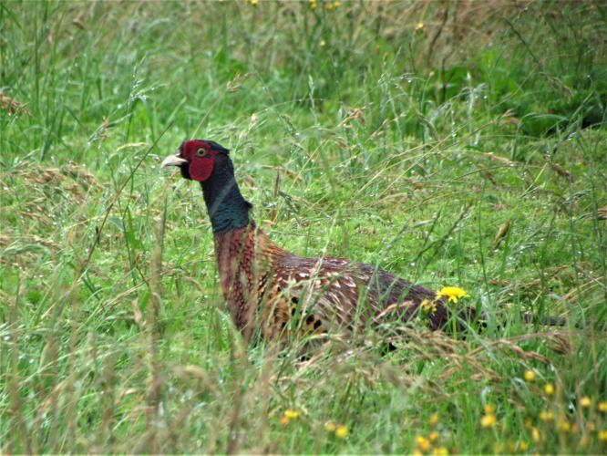PHASANT: Rare in the Netherlands?