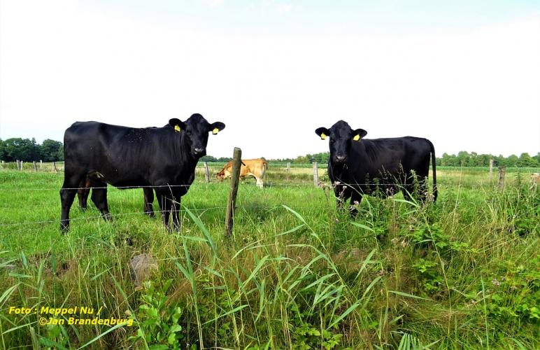 Even black cows are rare: yet