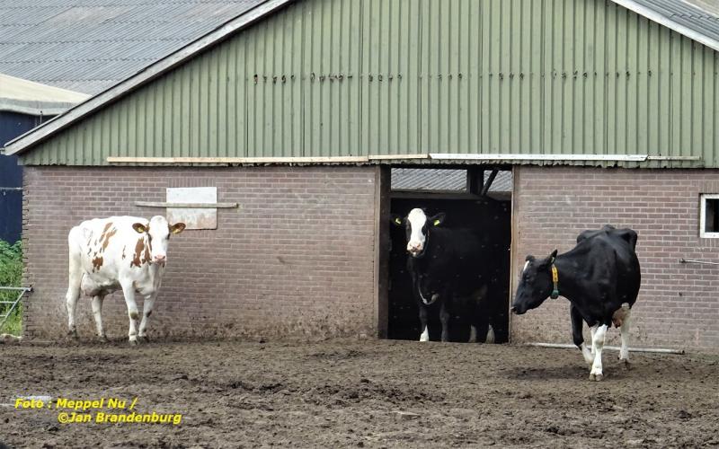 Kom nou toch of heb je het koud...?
