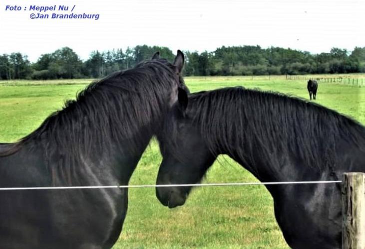 Zo lieflijk..Paardenliefde