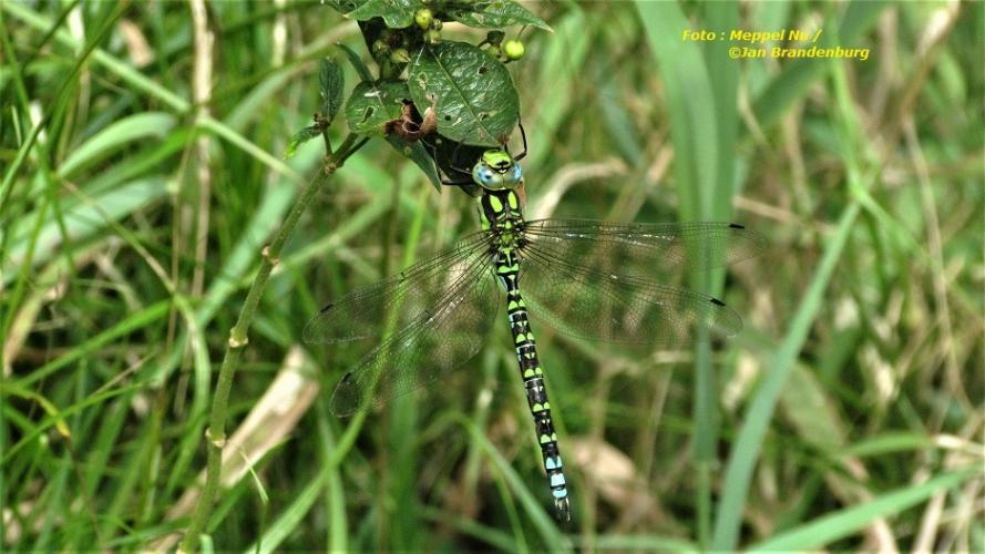 Dragonfly: But Not That Women's Magazine