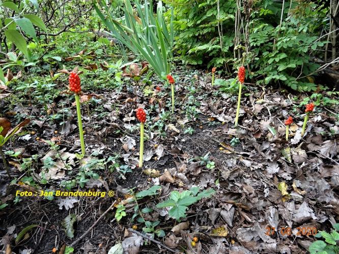 PADDENSTOELEN   of  bloemen/planten ?