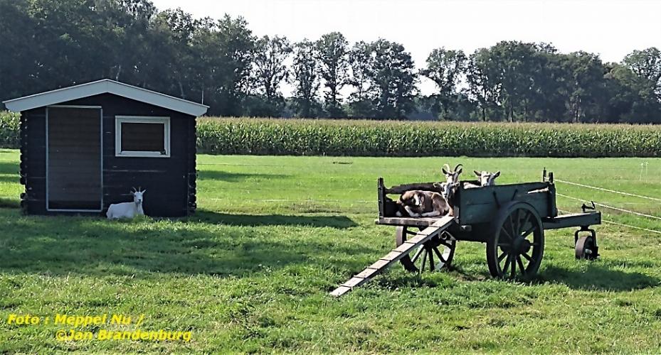 Bokken  En/of  Geiten ?