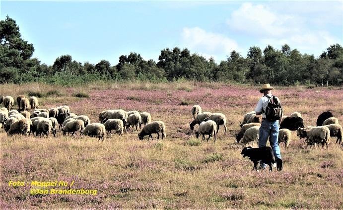 SCHAAPSHERDER : mooi beroep ?