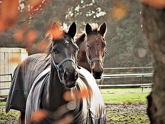 PAARD (dier) : samen zijn één !