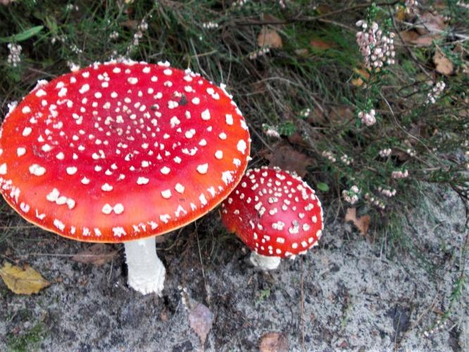 Ze  Zijn Er  Weer ....