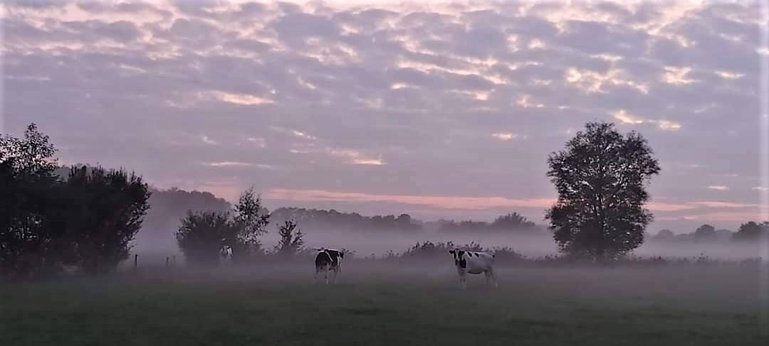 COWS IN THE MIST, September 2020