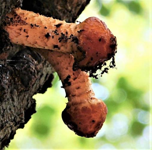 PADDENSTOEL : Mijn lulligste vondst ooit ...!