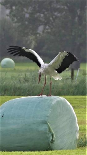 Successful Landing Of Stork: