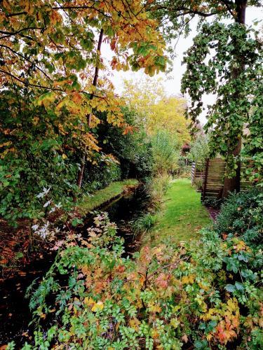 Herfst  In  De  Achtertuin , 25-10-2020