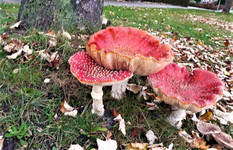 Giant Fly Agarics, 2-11-2020