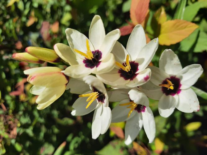 Dit is de ixia!