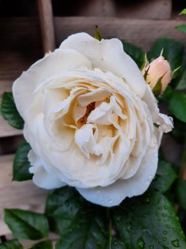 De eerste bloem in mijn klimroos