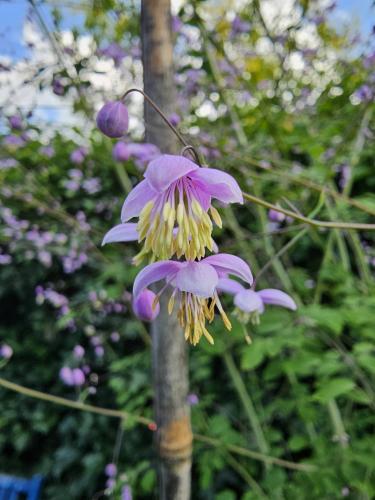 7 dagen bloemen challenge dag 3