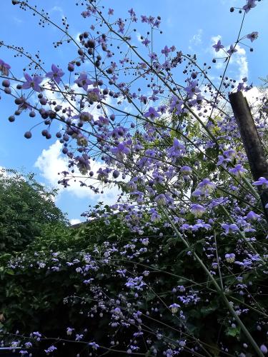 7 dagen bloemen challenge dag 3