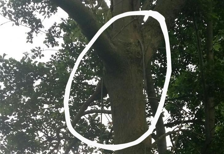 Kabel in een boomstam, waar is dit voor?