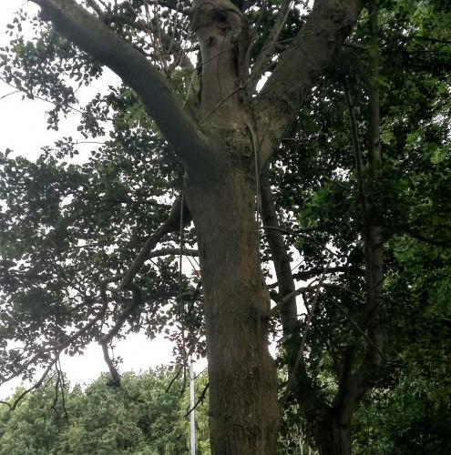 Kabel in een boomstam, waar is dit voor?