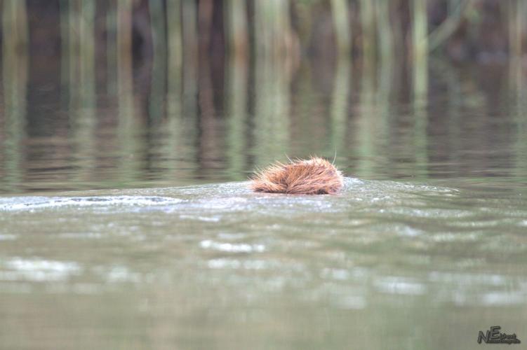 Auf der Suche nach dem Biber