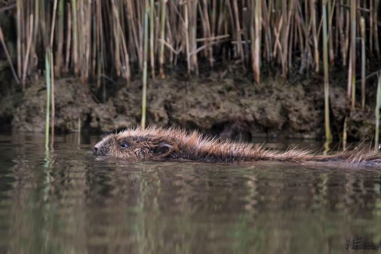 Auf der Suche nach dem Biber