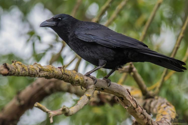 Auf der Suche nach dem Biber