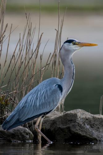 Auf der Suche nach dem Biber