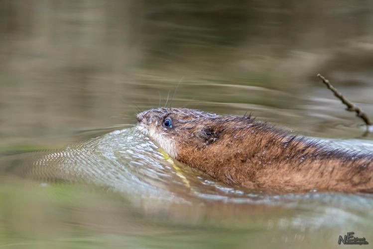 Auf der Suche nach dem Biber