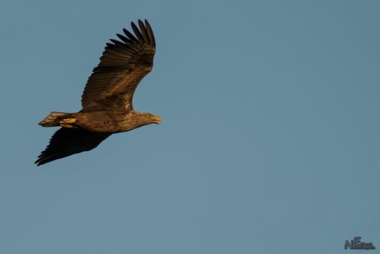 Sea eagle