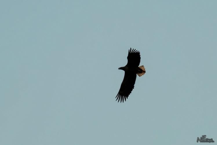 Sea eagle