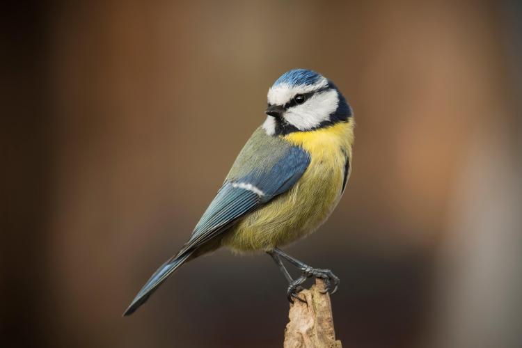 Blue Tit