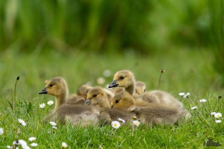 Kleine Grote Canadese gansjes