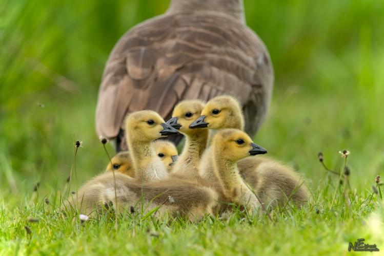 Kleine Grote Canadese gansjes