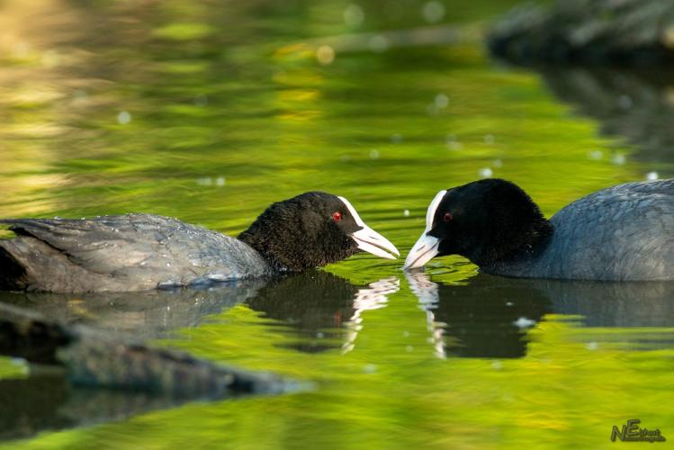 Ook bij de Meerkoet gaat het wel eens niet goed 🙂