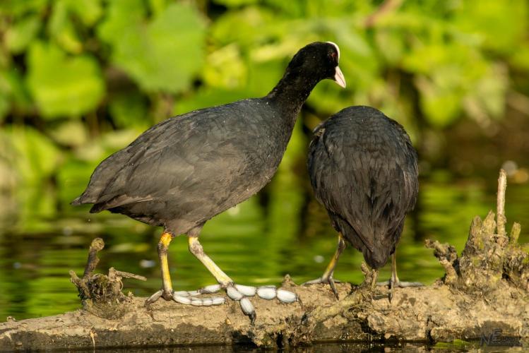 Ook bij de Meerkoet gaat het wel eens niet goed 🙂