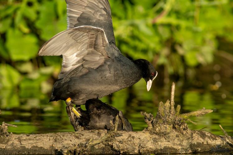 Ook bij de Meerkoet gaat het wel eens niet goed 🙂