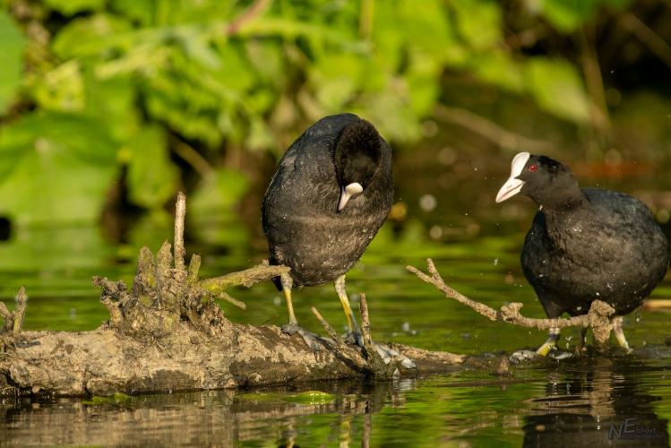 Ook bij de Meerkoet gaat het wel eens niet goed 🙂