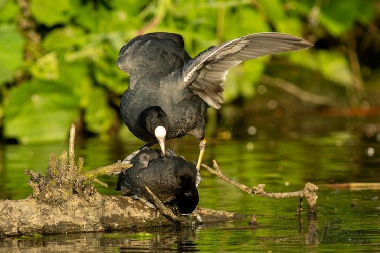 Ook bij de Meerkoet gaat het wel eens niet goed 🙂
