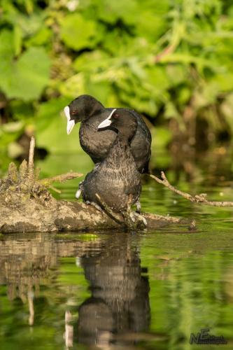 Ook bij de Meerkoet gaat het wel eens niet goed 🙂