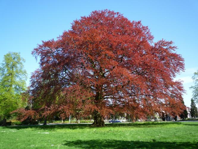 De #boom op de #rotonde....