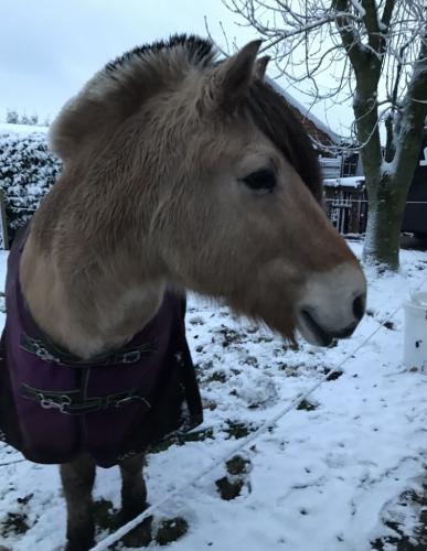 Short story#christmas#25December