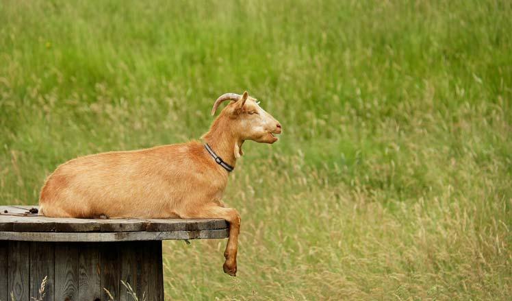 Welke soort graszoden