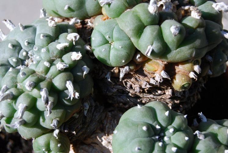 Hallucinogenic Peyote