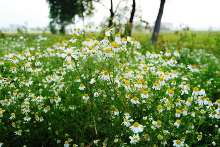 Images of real chamomile