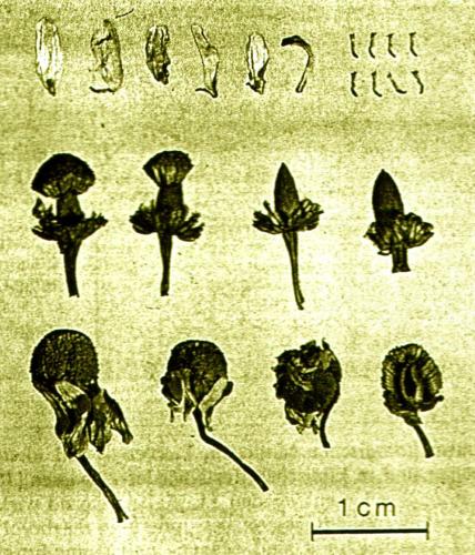 Images of real chamomile