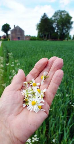 Images of real chamomile
