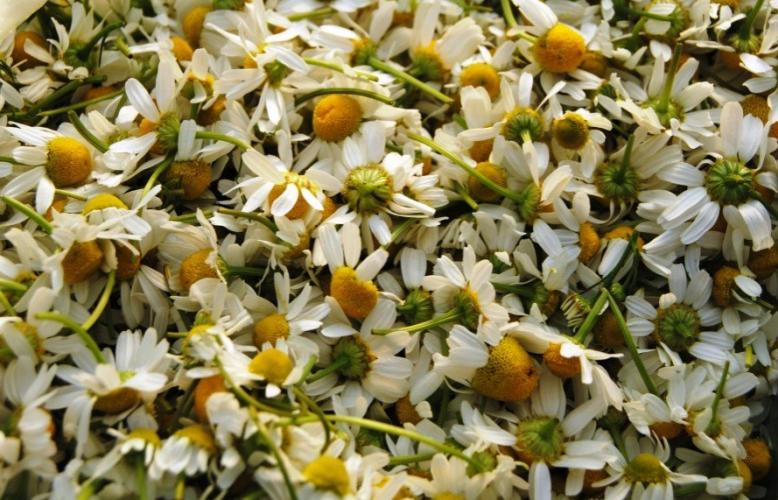 Images of real chamomile