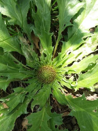 Gouddistel, le baromètre.