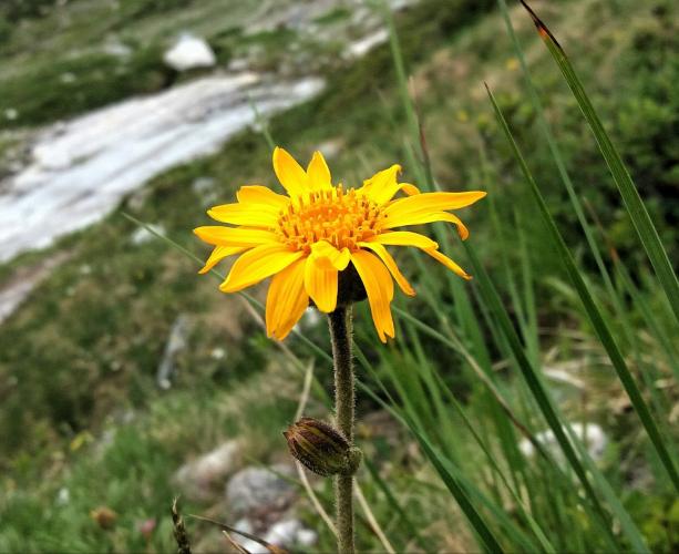 Valkruid or Arnica montana