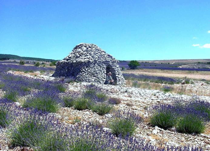 Maurice in de lavendel