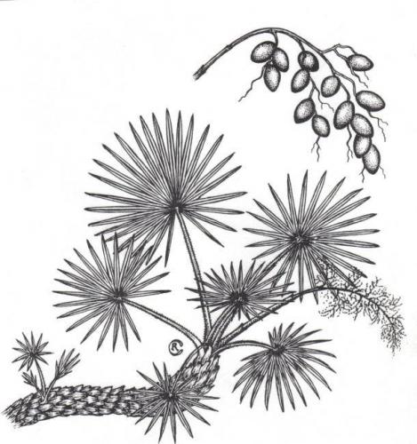 Sabal for the prostate