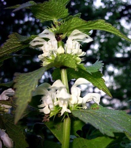 Dovenetel, vergeten glorie?